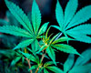 Cannabis medicinal: aberto prazo para contribuições