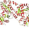 Pesquisa aponta estrutura de proteínas que pode gerar novos medicamentos