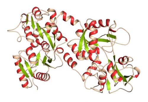Pesquisa aponta estrutura de proteínas que pode gerar novos medicamentos
