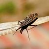 USP descobre nova substância que pode ser usada contra a doença de Chagas