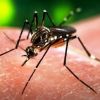 Vacina contra chikungunya mostra-se eficaz em primeiro teste em humanos