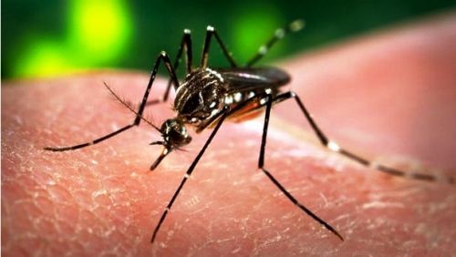 Vacina contra chikungunya mostra-se eficaz em primeiro teste em humanos