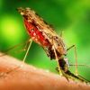 Sanofi anuncia primeiro medicamento semi-sintético contra a malária