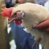 Bactéria multirresistente surgiu de aves tratadas com antimicrobianos