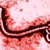 Instituto Butantã vai desenvolver soro contra o ebola