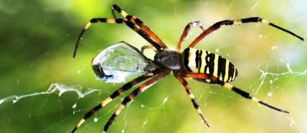 Veneno de aranha pode dar origem a novos analgésicos