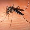Vacina contra a dengue pode sair em 2016