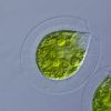 Alga produz antioxidante 550 vezes vezes mais potente