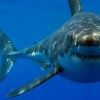 Tubarões podem ser a chave no combate da febre amarela e hepatite