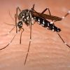 OMS recomenda testes de 1ª vacina contra malária na África