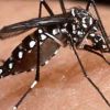 Brasil faz parceria com EUA e prevê testar vacina contra zika em um ano