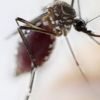 Teste nos EUA: vacina contra a dengue do Butantã é eficaz