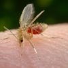 Novas drogas curam malária em roedores