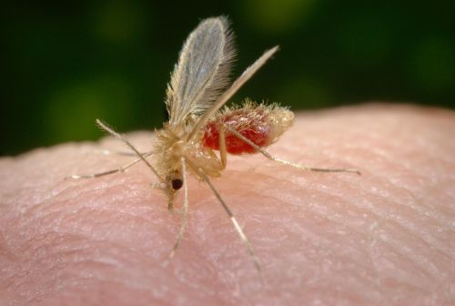 Novas drogas curam malária em roedores