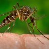 Pesquisadores do Rio inativam vírus da zika