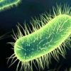 Antibióticos aceleram crescimento de bactérias