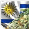 Uruguai venderá maconha em farmácias 24 horas