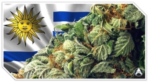 Uruguai venderá maconha em farmácias 24 horas