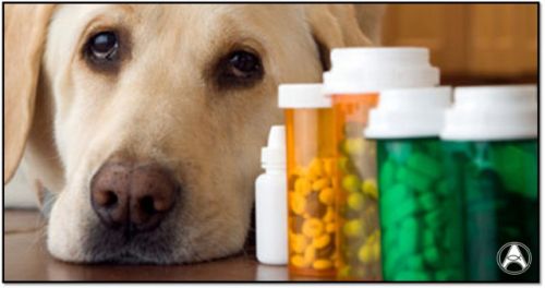 Presença de farmacêutico em farmácia veterinária